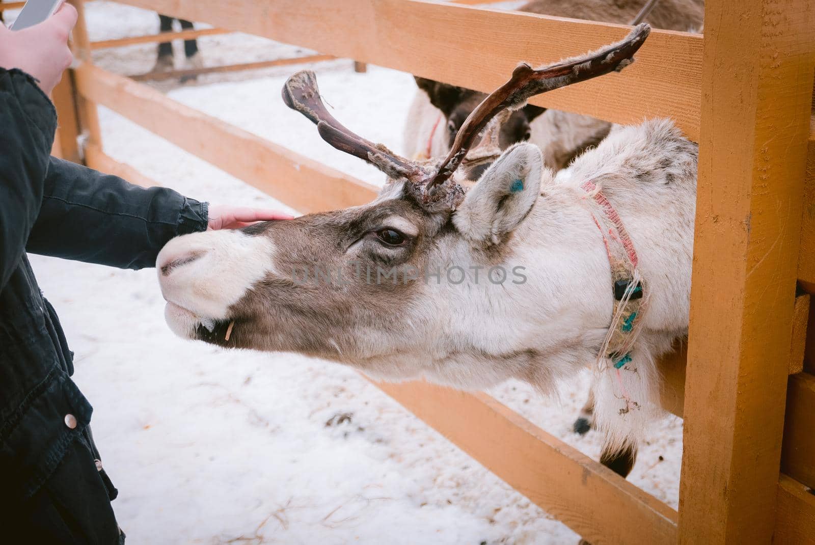 Raindeer at animal farm paddock during winter season