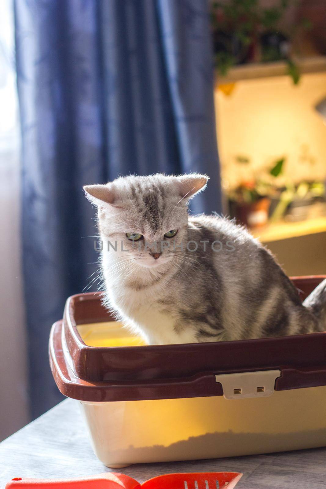 Cat sitting in a cat litter box or tray