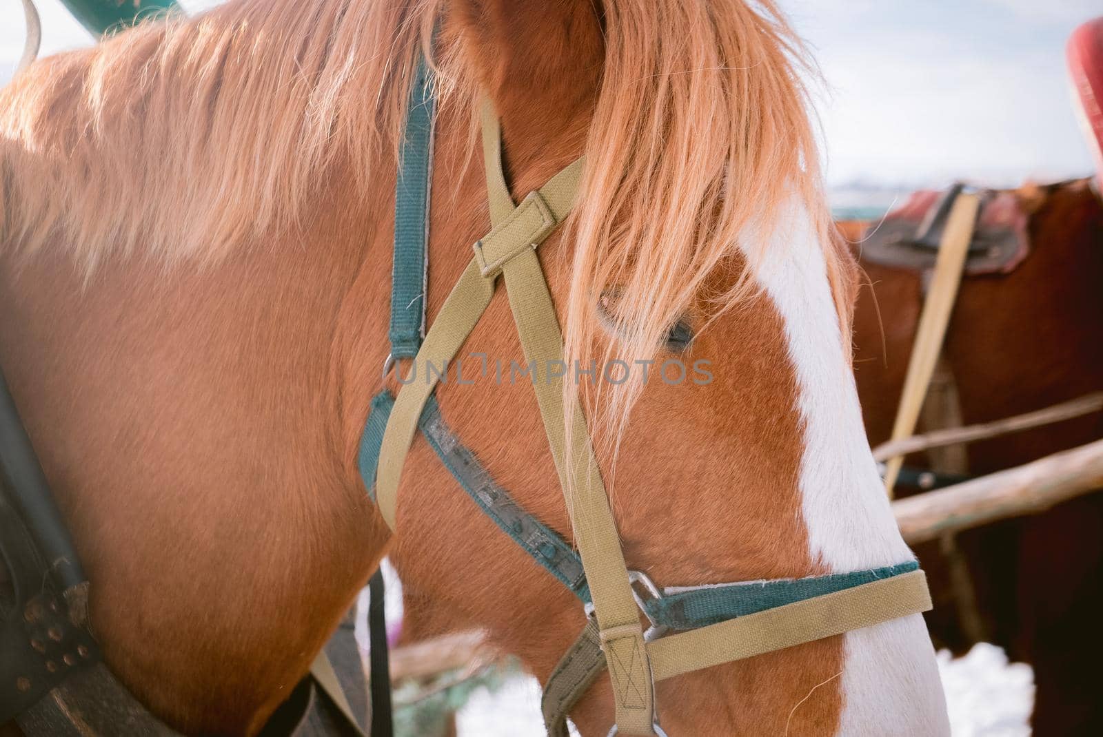 Horse eye shoot outdoors at an animal farm