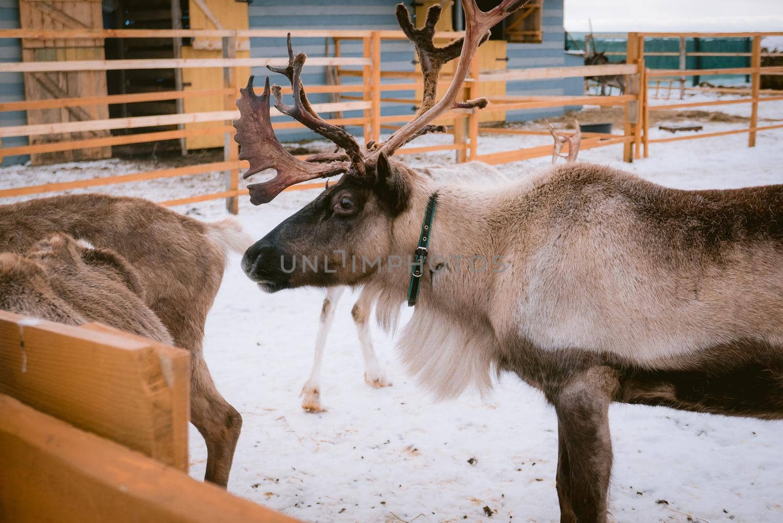 Raindeer at animal farm paddock during winter season