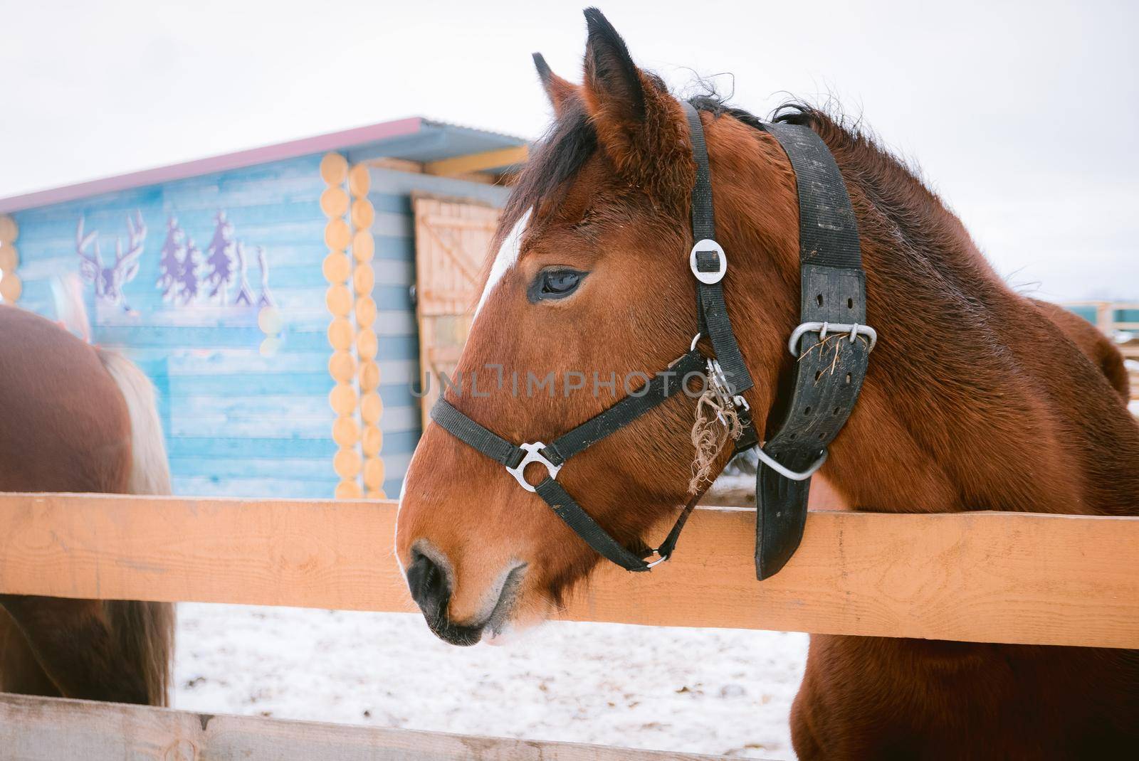Horse at horse paddock during winter season