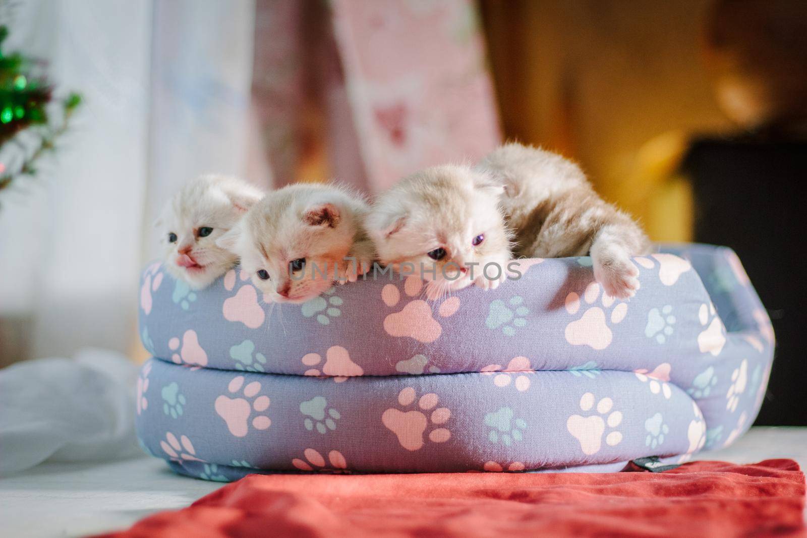 Four gray kittens in a pet pad.