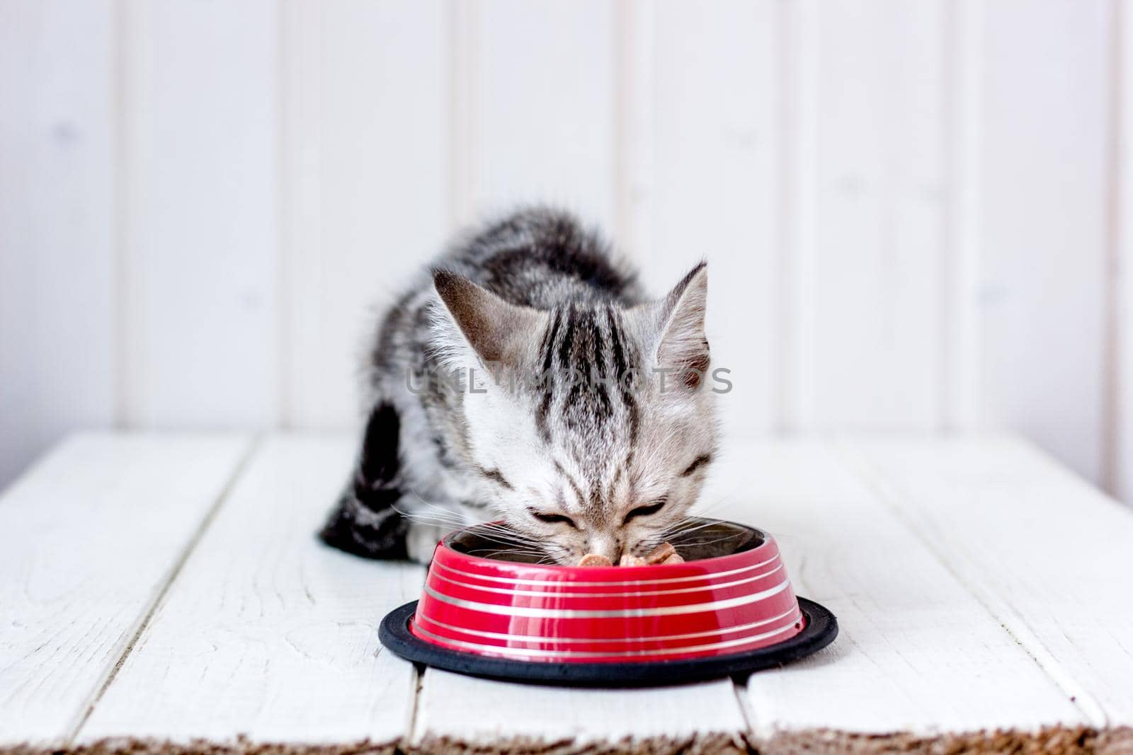 Adorable gray cat eating pet food from red metal bowl