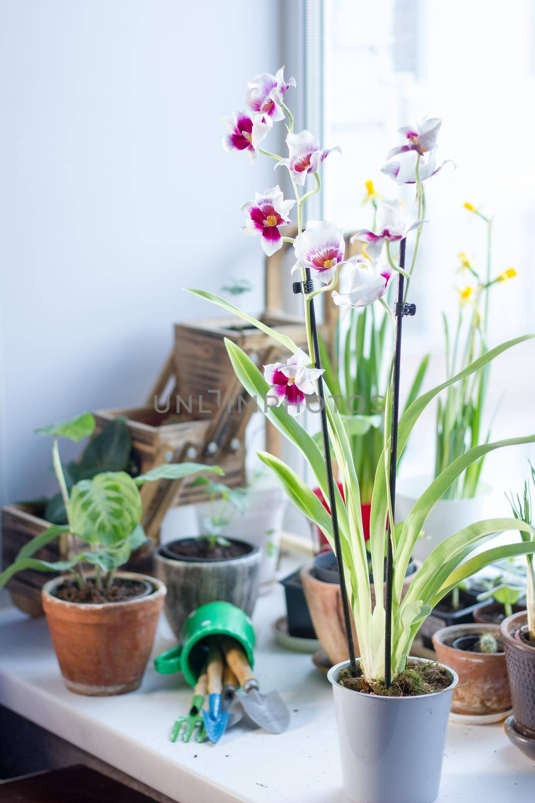 Beautiful cambria orchid on a bright window