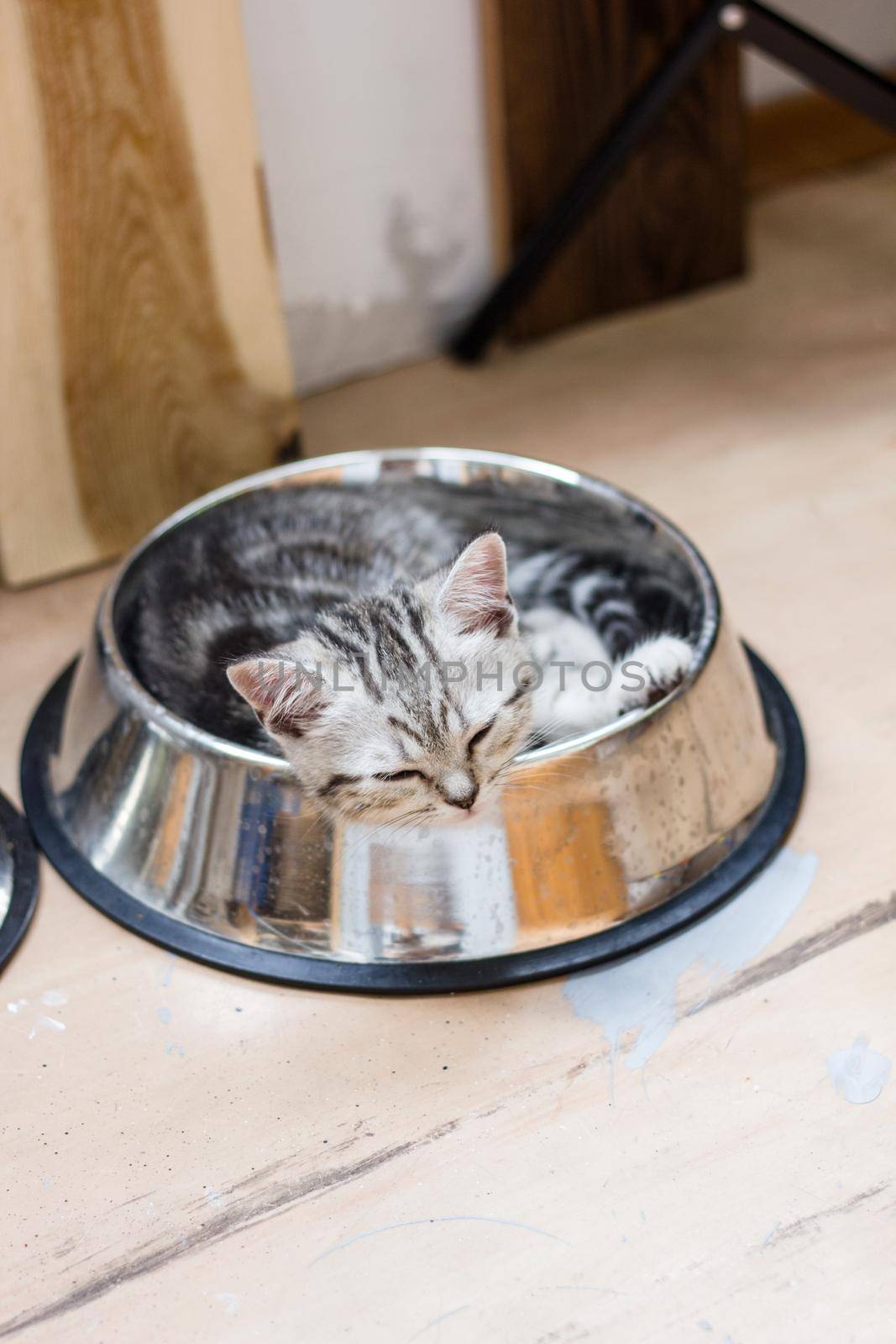 Adorable gray cat laying in a big pet food bowl