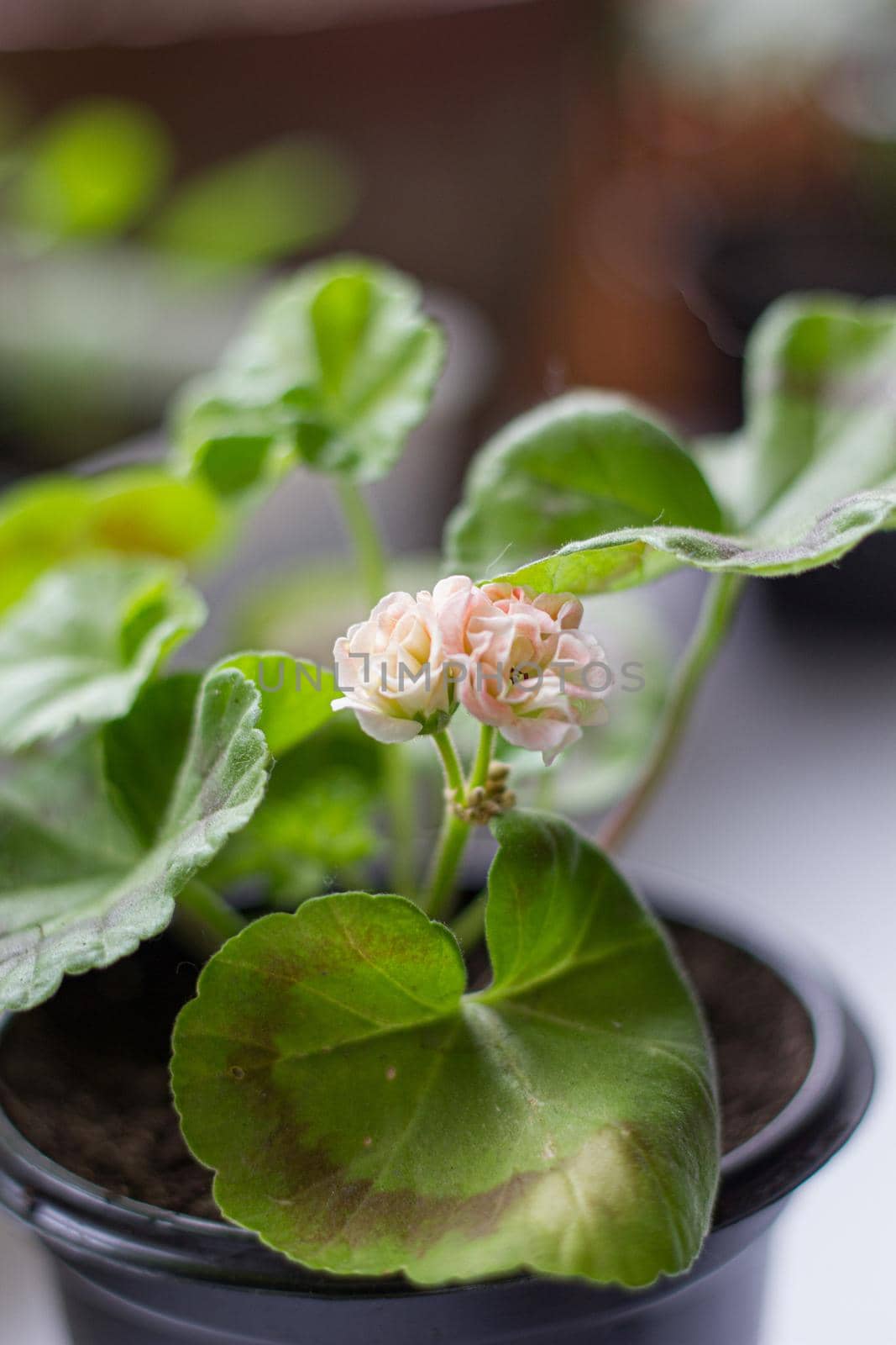 Beautiful little pink pelargonia in a pot.