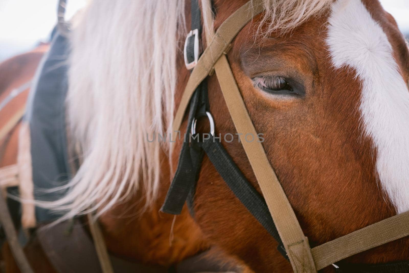 Horse eye shoot outdoors at an animal farm