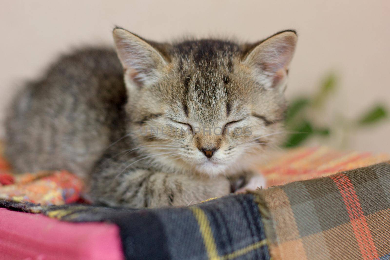 Cute kitten sitting with the closed eyes.