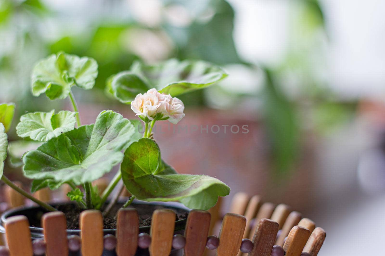 Beautiful little pink pelargonia in a pot.