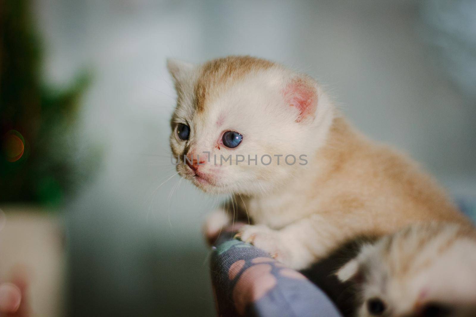 Portrait of beautiful scottish straight gray kitten.