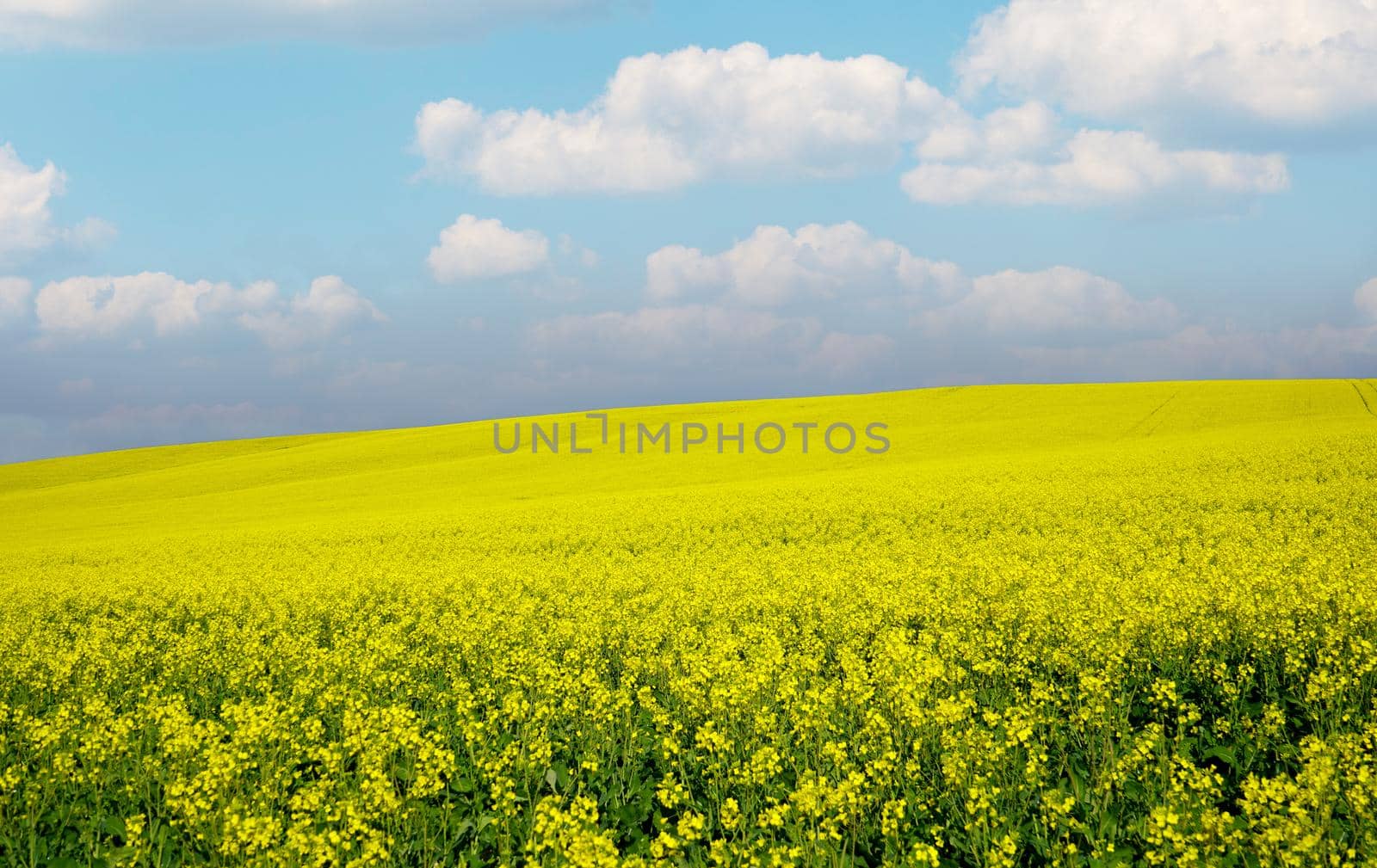 Field of bright yellow canola flowers by fivepointsix