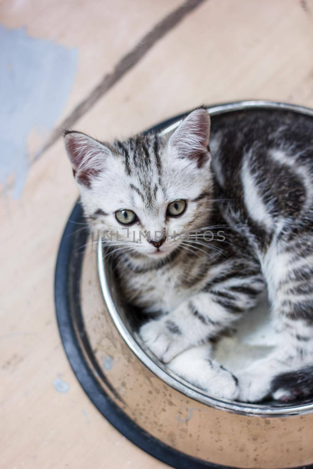 Adorable gray cat laying in a big pet food bowl