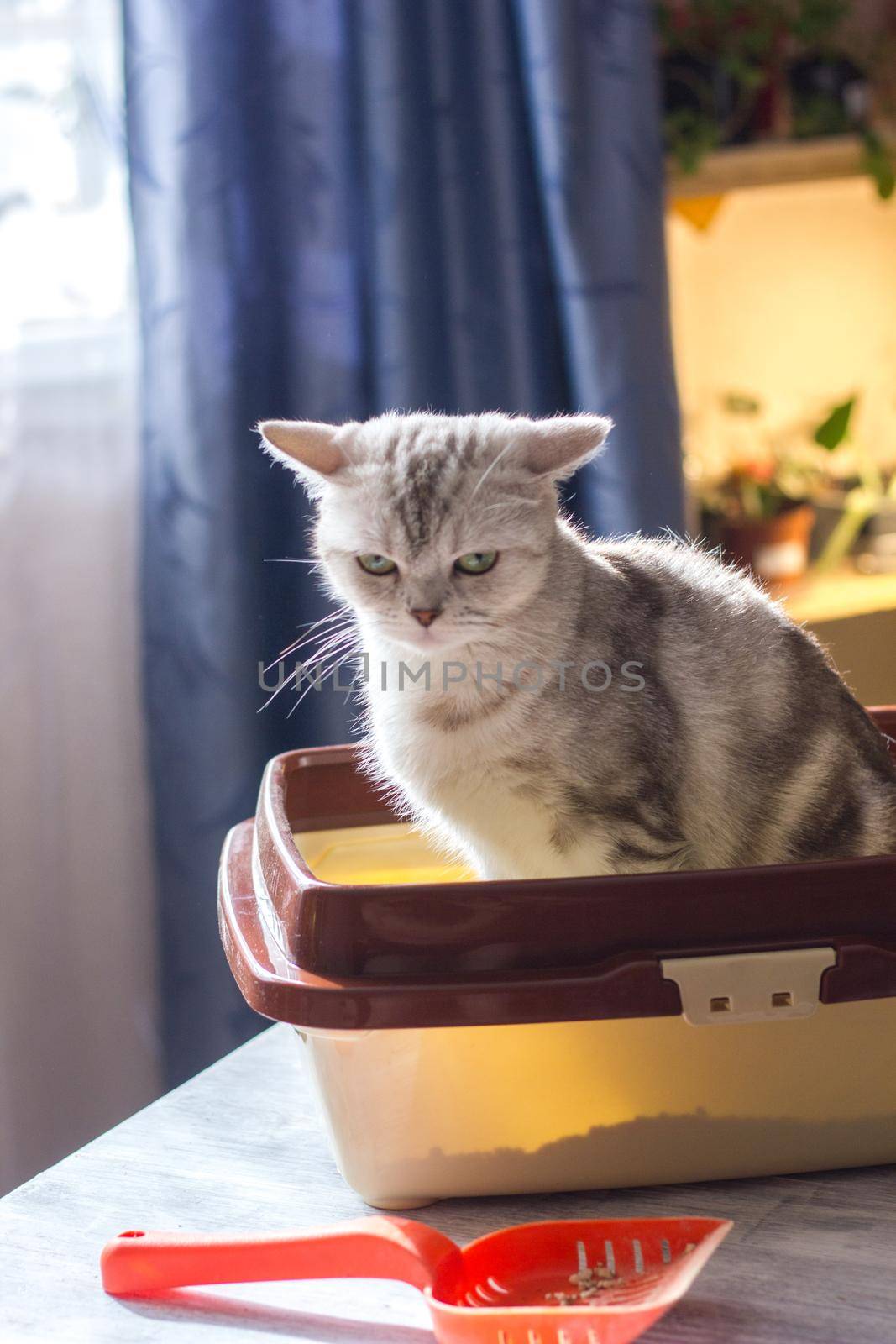 Cat sitting in a cat litter box or tray