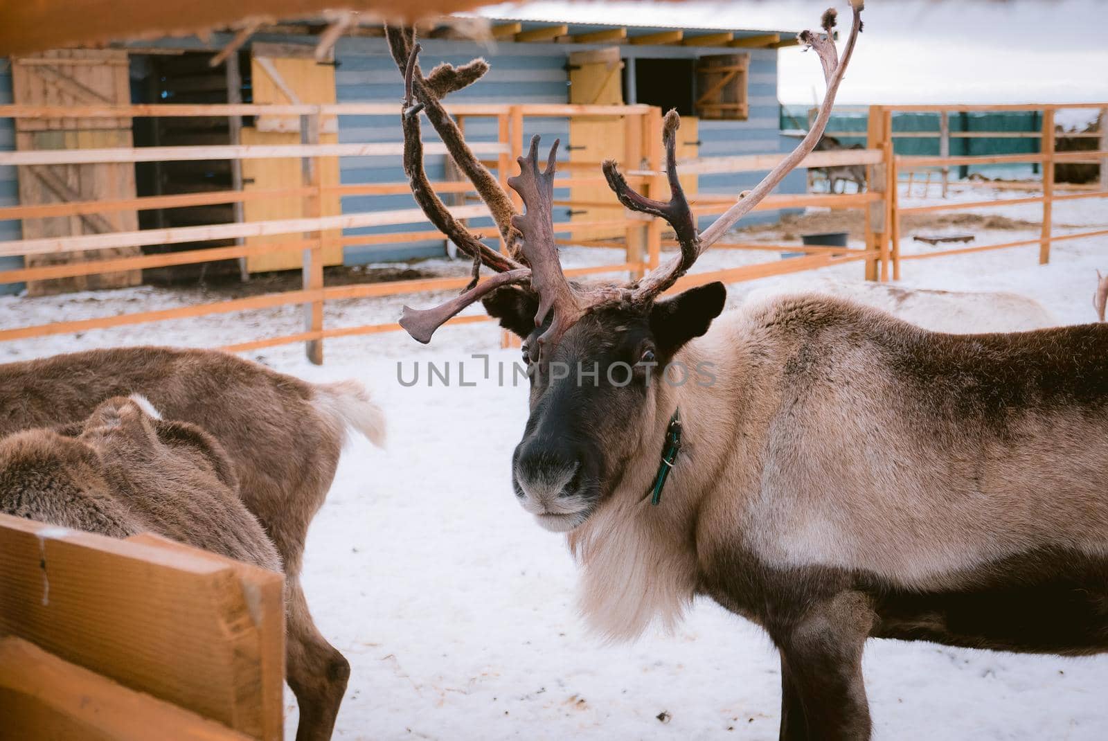 Raindeer at animal farm paddock during winter season