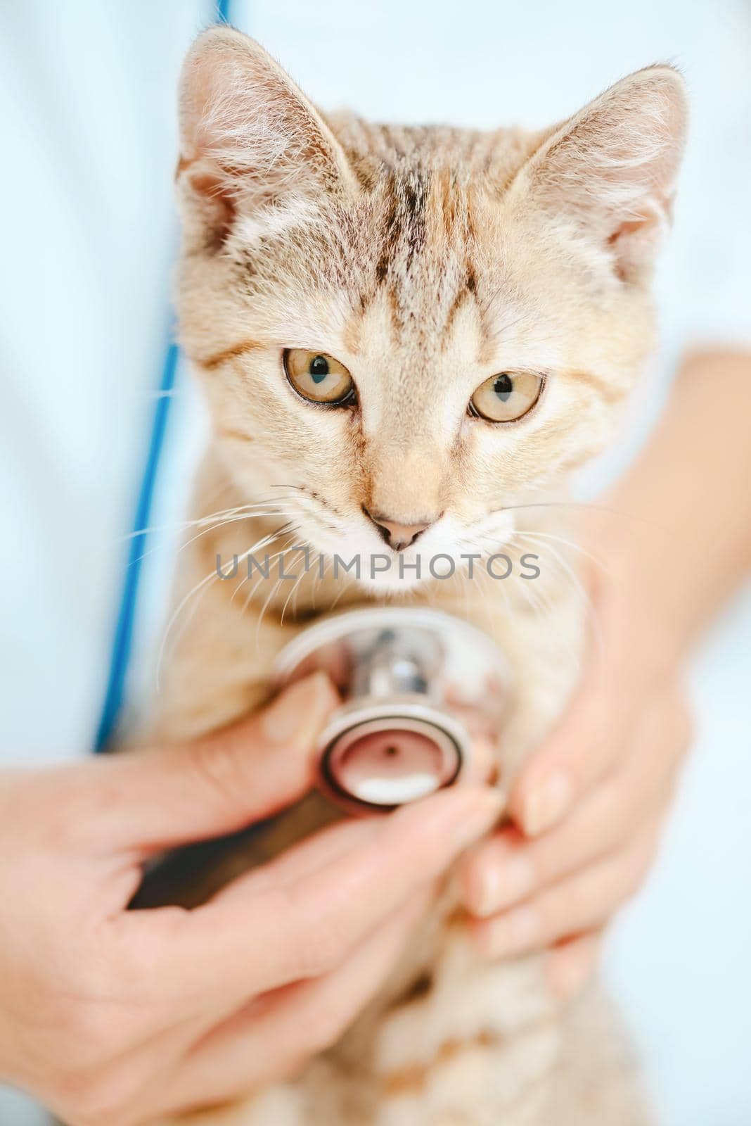 Veterinarian checkup with stethoscope a kitten of tortoiseshell color, close-up view of hands of doctor.