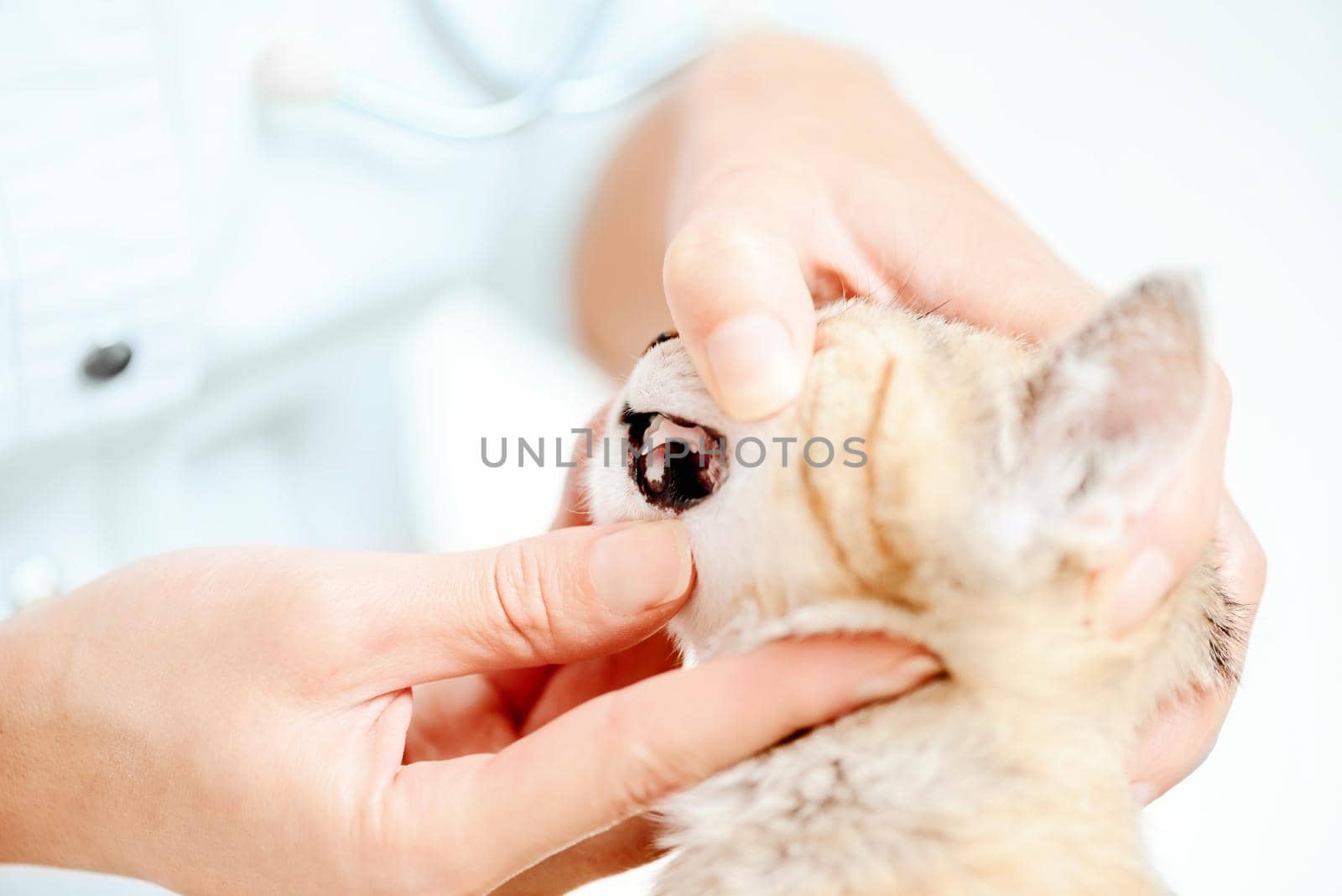 Unrecognizable doctor veterinarian examining teeth of kitten, close-up.