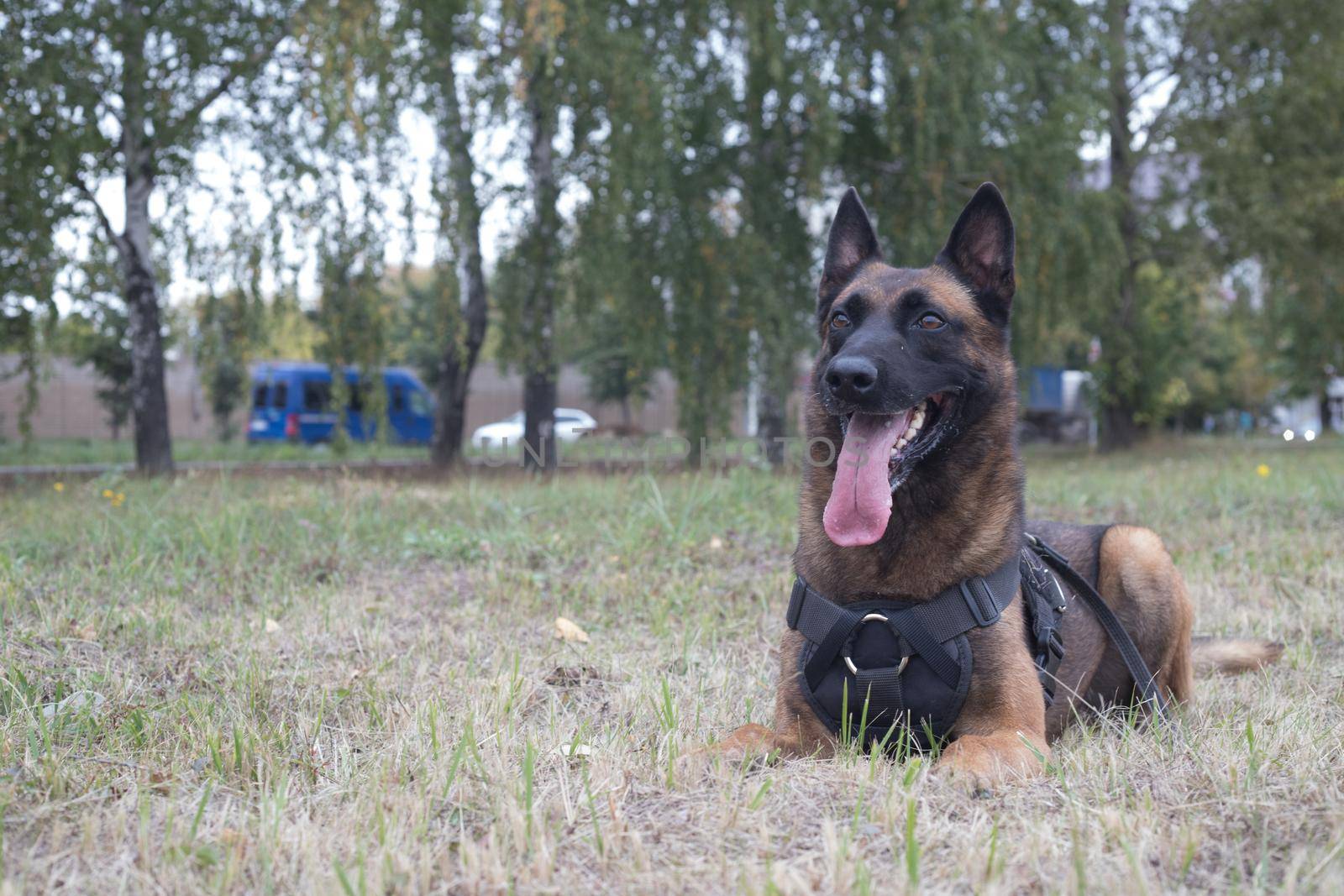 Big trained german shepherd dog sitting on a green field. Close up shot