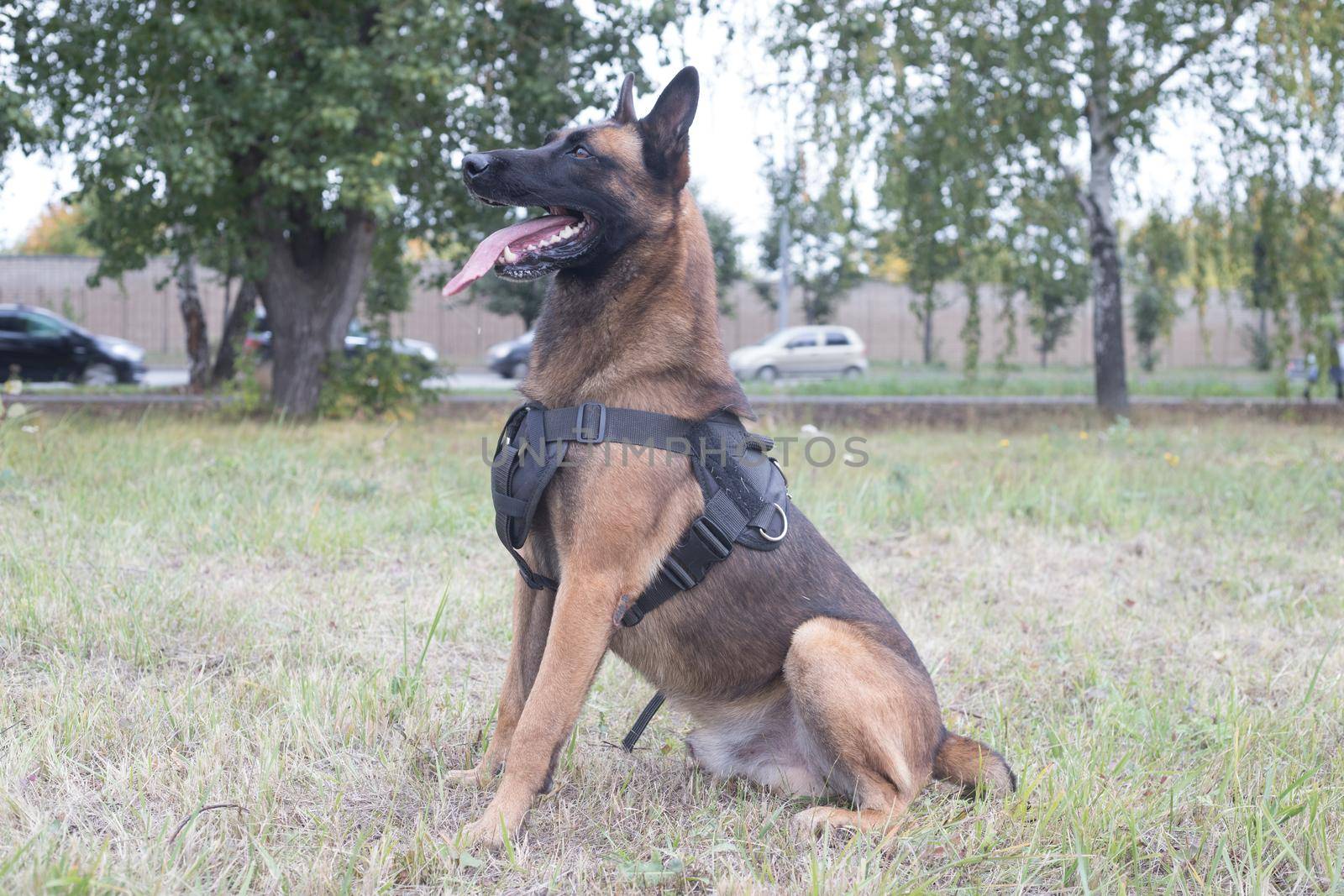 Big trained german shepherd dog sitting on a green field. Side angle