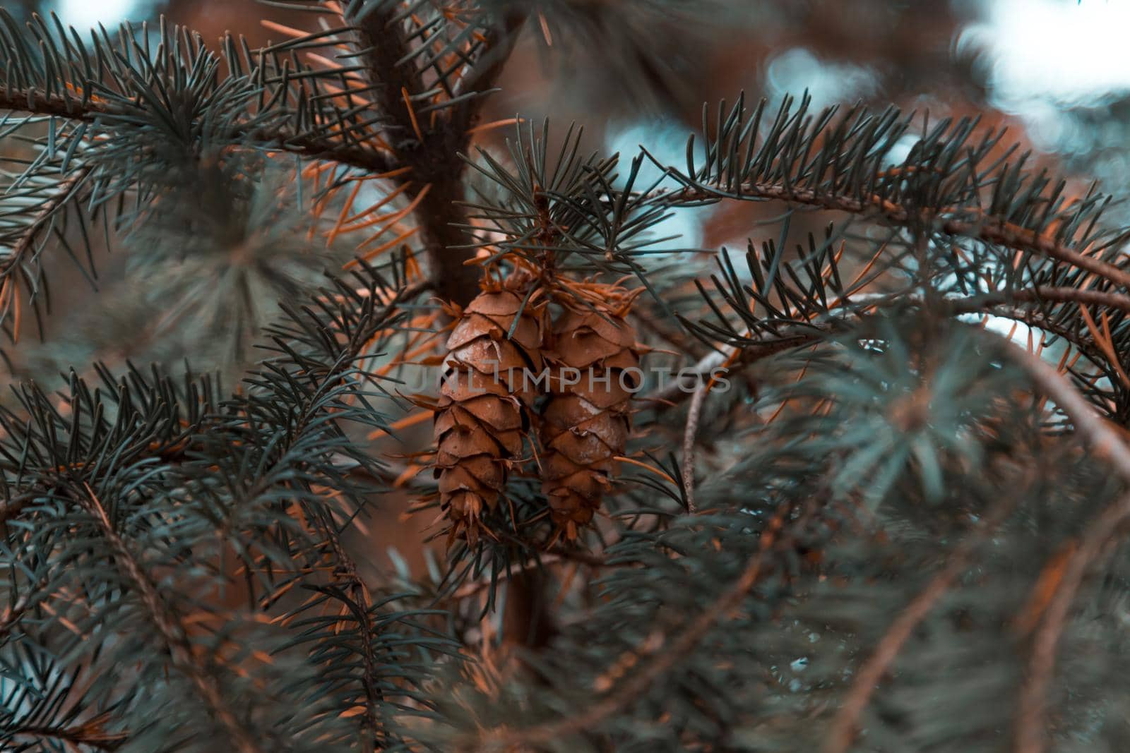 Cones on the branches of a large spruce. Beautiful Pine tree swaying in the wind. by lunarts