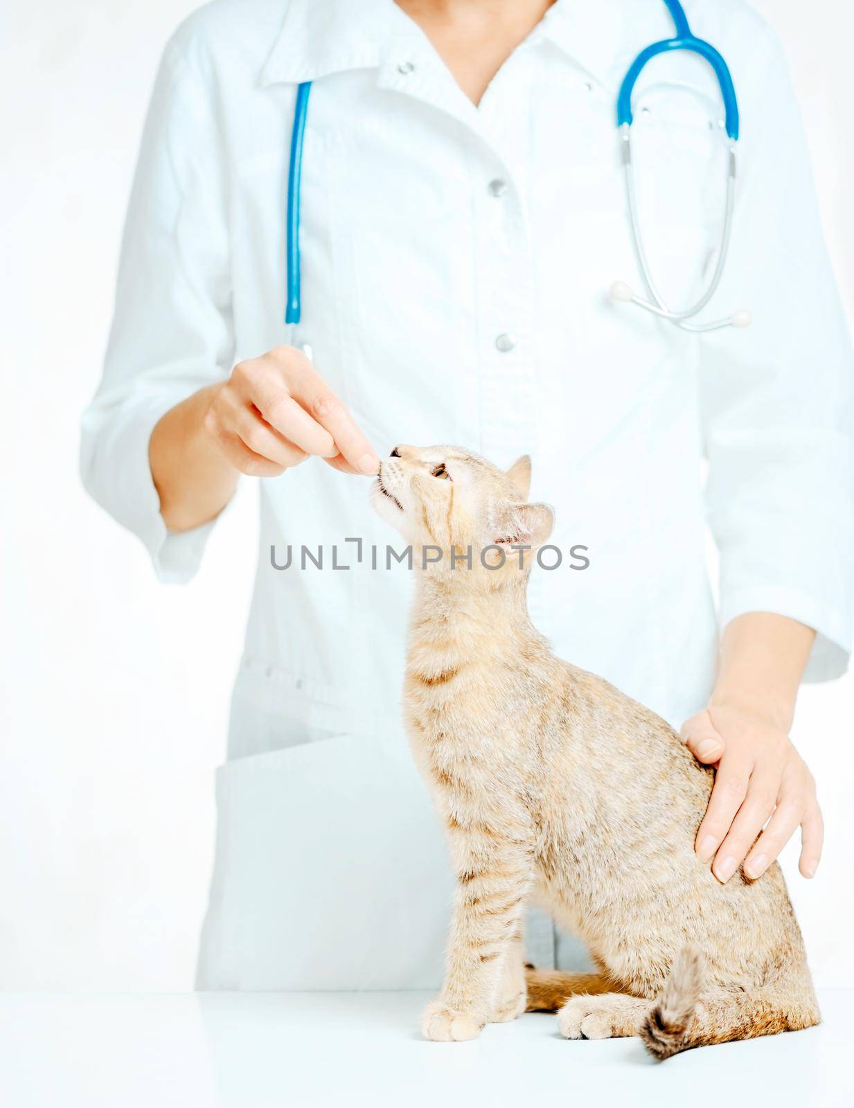 Unrecognizable female doctor vet wearing in a white coat examining a cute cat of ginger color.