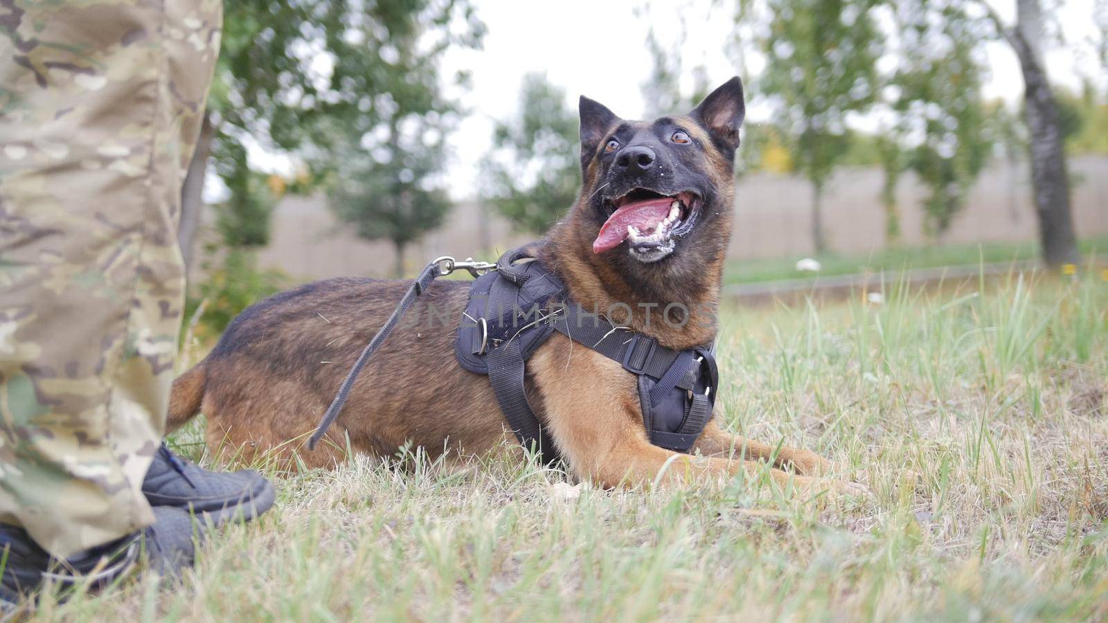 Happy trained german shepherd dog laying on a field by Studia72