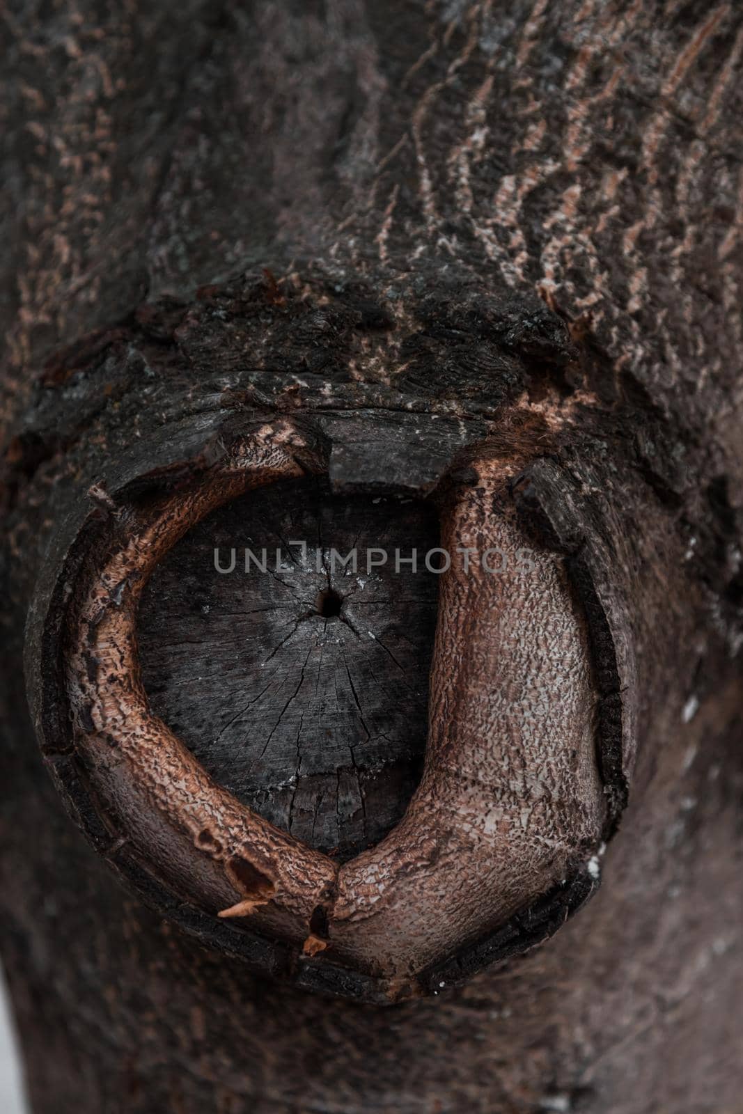 Texture of tree bark with a circular knot. Texture of the bark of a tree with a circular knot hole.