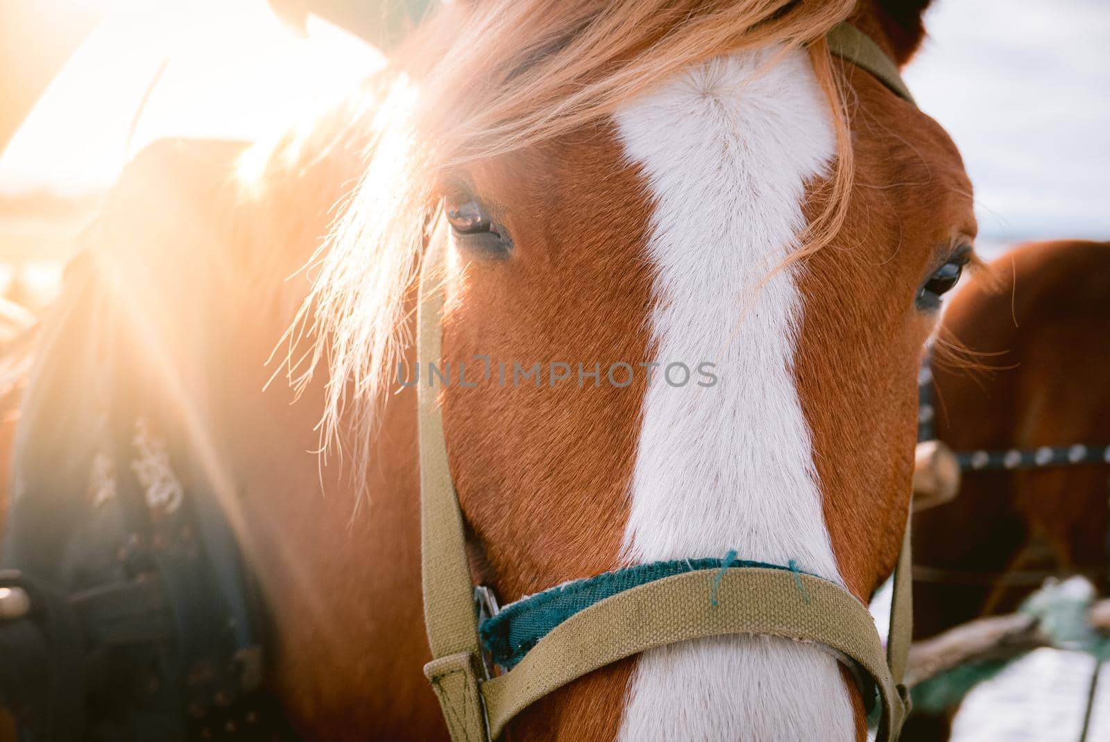 Horse eye shoot outdoors at an animal farm