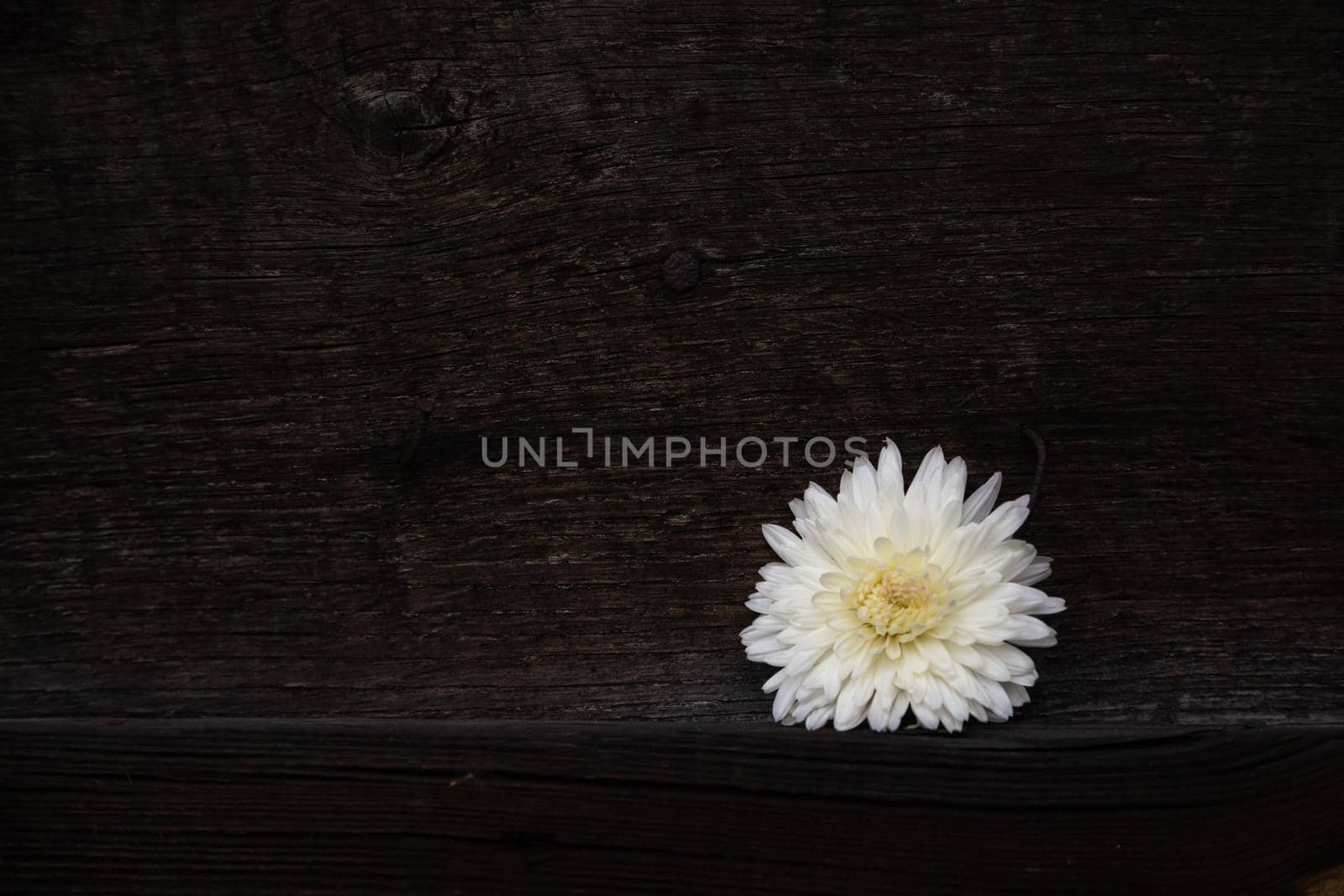 One white flower lies on a wooden background. Close up with place for text