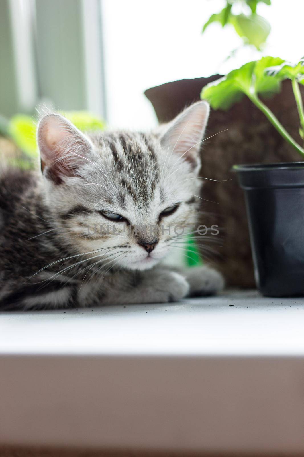 Grey kitten sitting on the white surface near home plants. by sharafizdushanbe