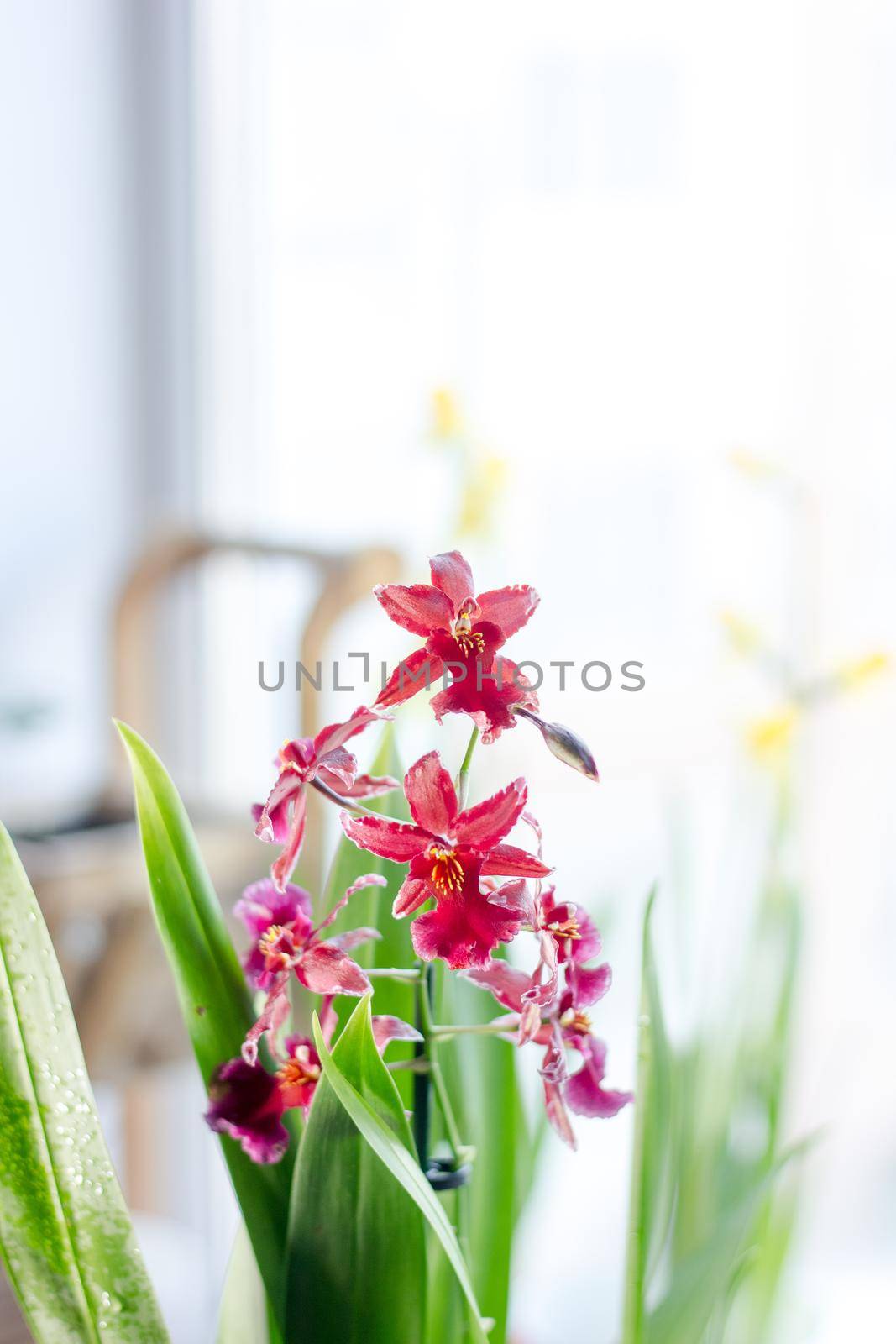 Beautiful orchid flowers by sharafizdushanbe
