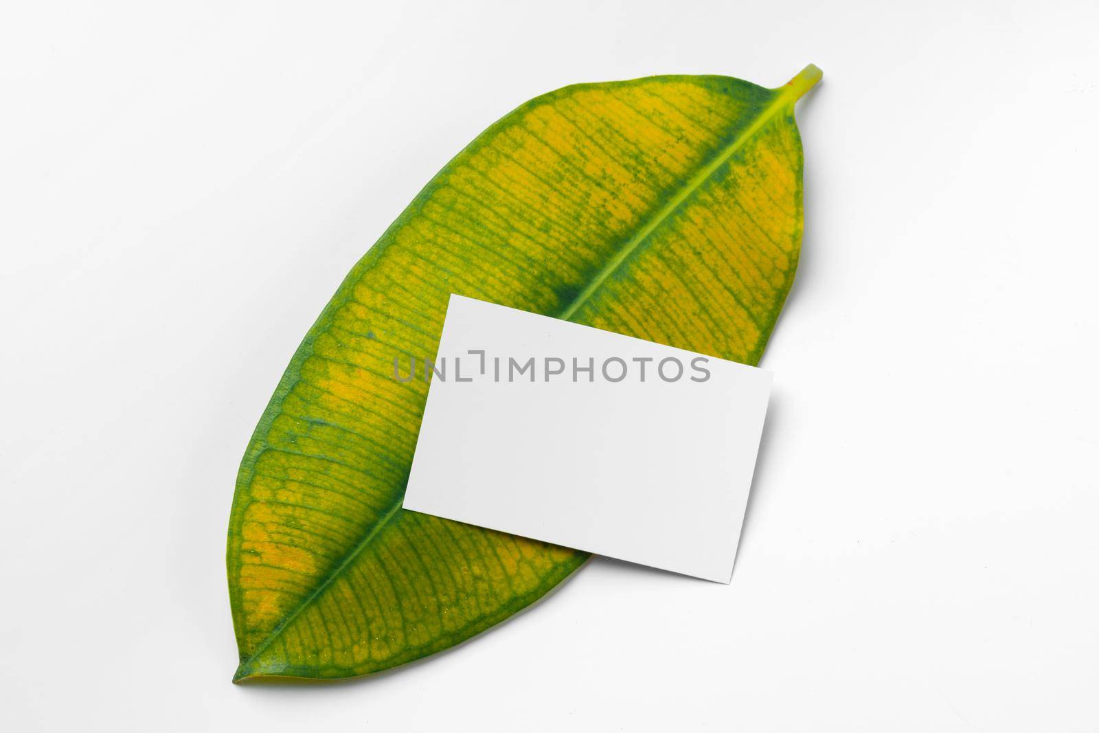 Mock up paper white card on a green leaves. Nature concept. Close up.