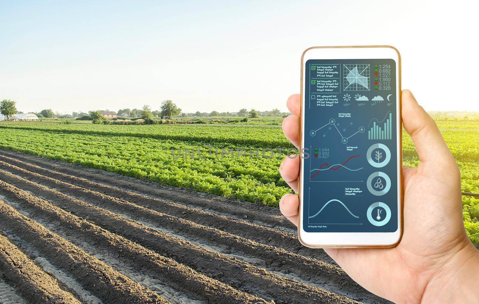Hand with a phone on the background of a farm field. Quality control. Innovative modern technologies in agriculture. Collect data, forecasts to improve harvest quality. Internet of Things. Monitoring