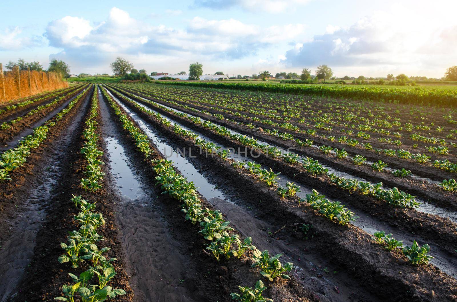 Freshly watered potato plants. Surface irrigation of crops on plantation. Agriculture and agribusiness. Growing vegetables outdoors on open ground field. Agronomy. Moistening. European farming. by iLixe48