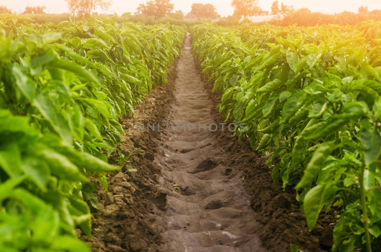 Plantations of sweet Bulgarian bell pepper. Farming and agriculture. Cultivation, care and harvesting. farmland. Plant growing, agronomy. Grow and production of agricultural products for sale. by iLixe48