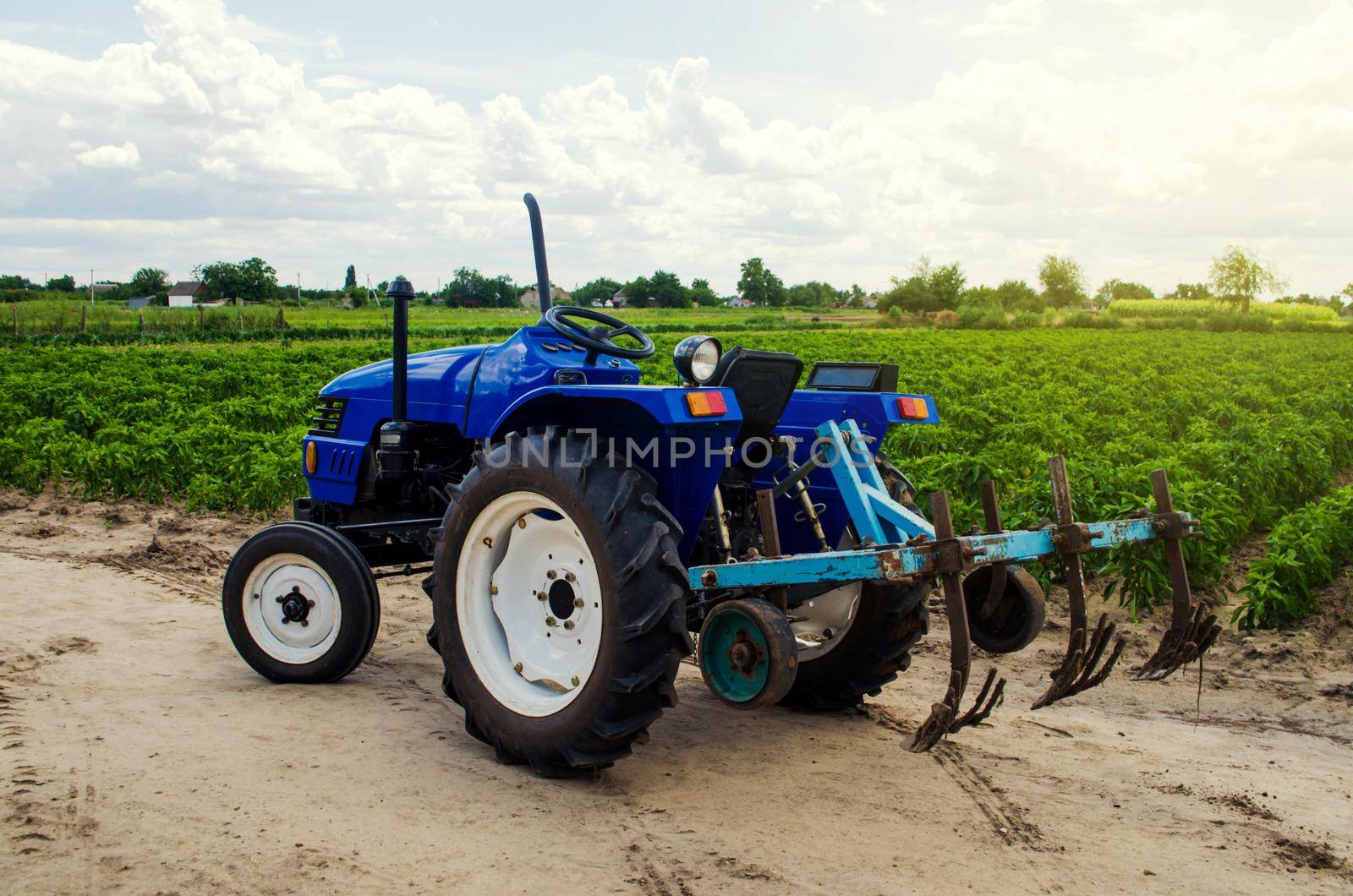 Farmer's tractor with a cultivator plow equipment and field of the Bulgarian pepper plantation. Farming, agriculture. Agricultural universal machinery and equipment, work on the farm. harvesting by iLixe48