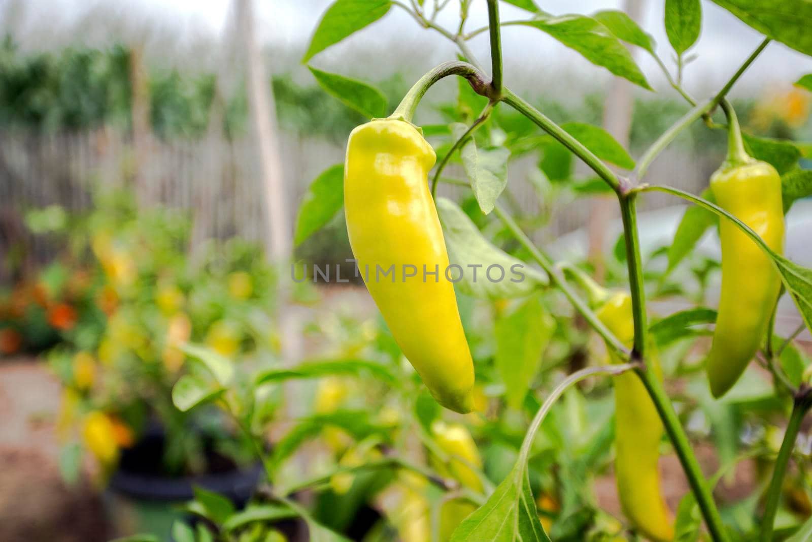 pepper plant hanging in kitchen garden, homegrown pepper vegetable growing by Annebel146