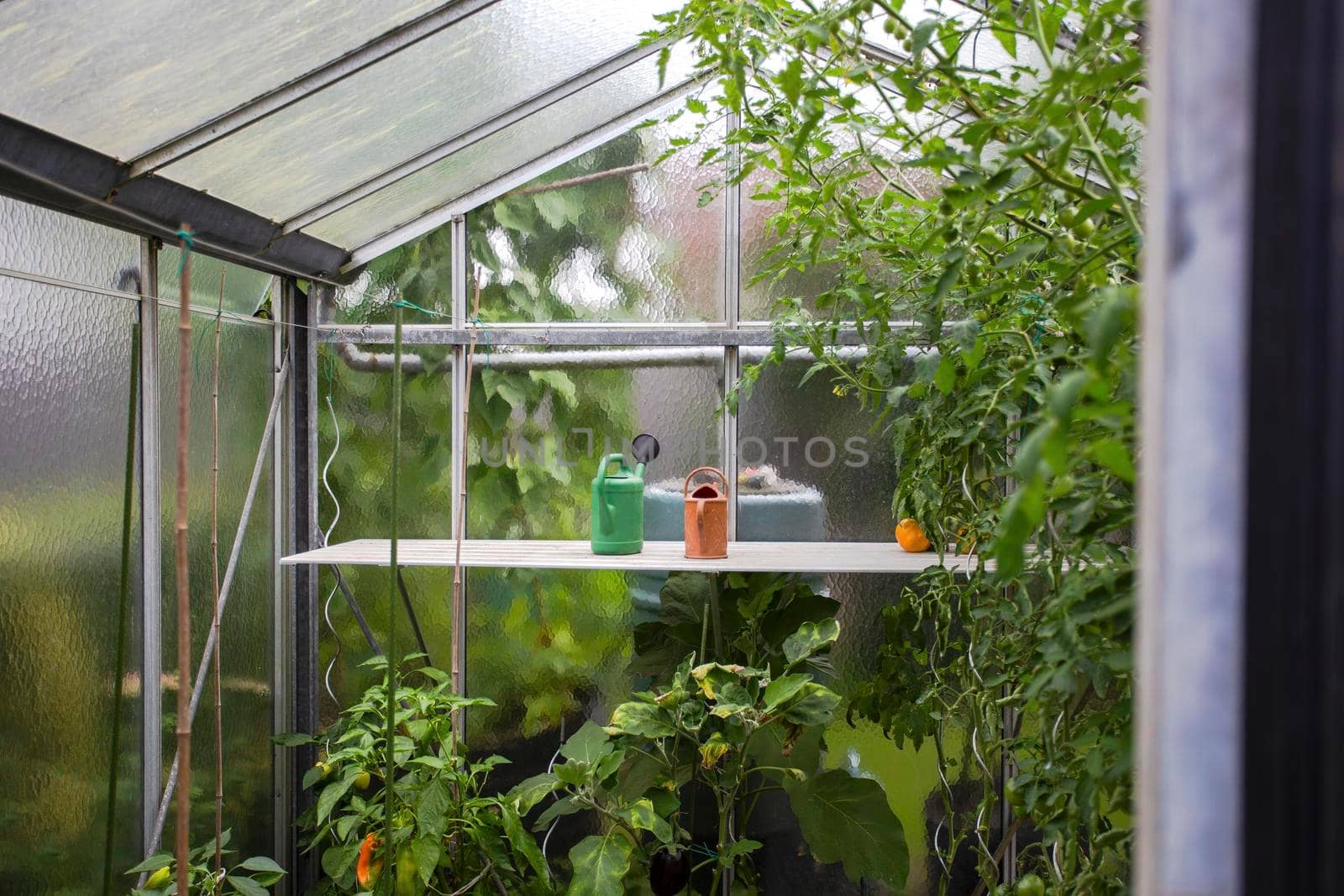 Greenhouse in back garden inside with seedlings,vegetables,flowers and watering can. homemade fresh plants hobby nature