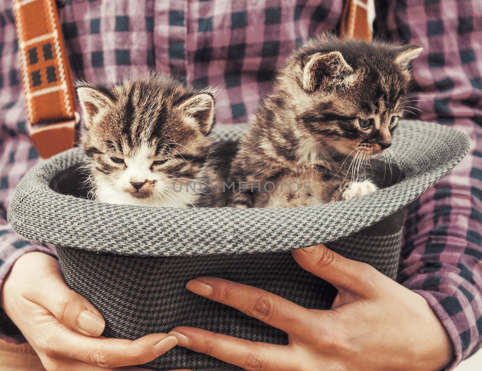 Female hands holding hat with kittens. by alexAleksei