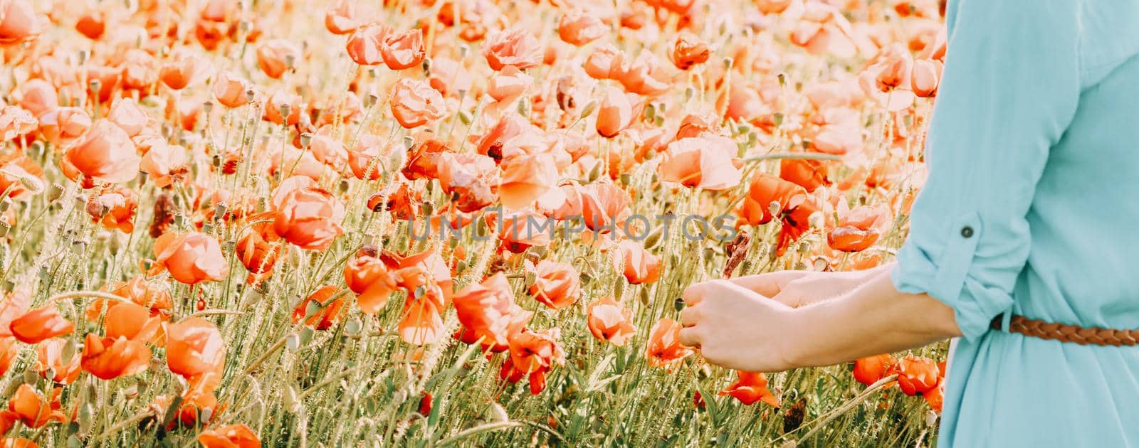 Unrecognizable woman picking red poppies flowers in meadow, view of hands.