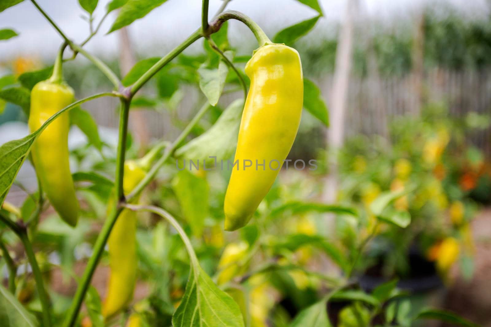 pepper plant hanging in kitchen garden, homegrown pepper vegetable growing nature