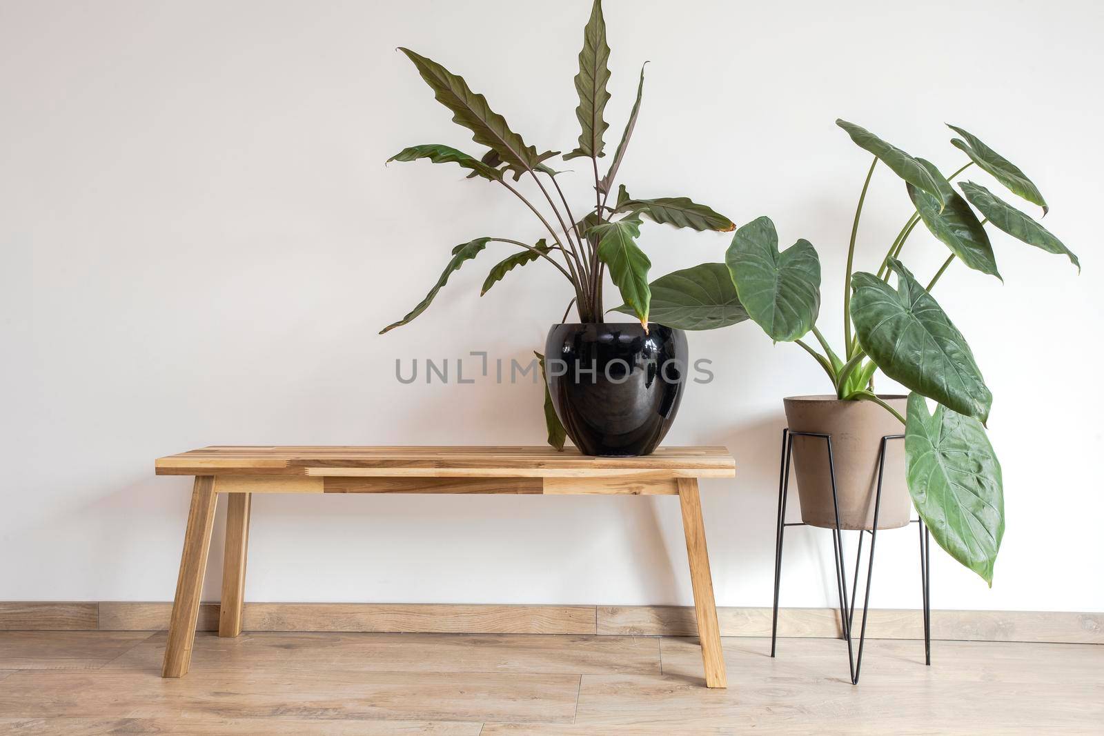 Modern interior hallway or living room in the Scandinavian style. Wooden bench and two stylish green house plants beauty