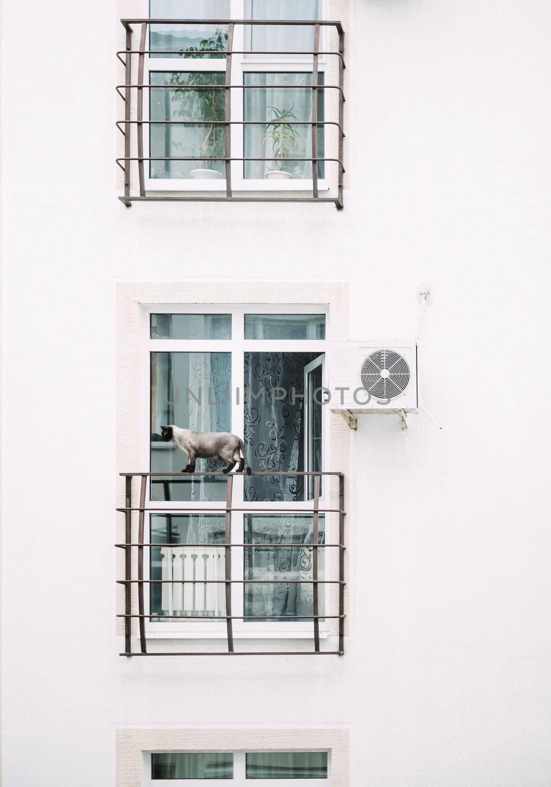 Cat walking on the balcony outdoor. by alexAleksei