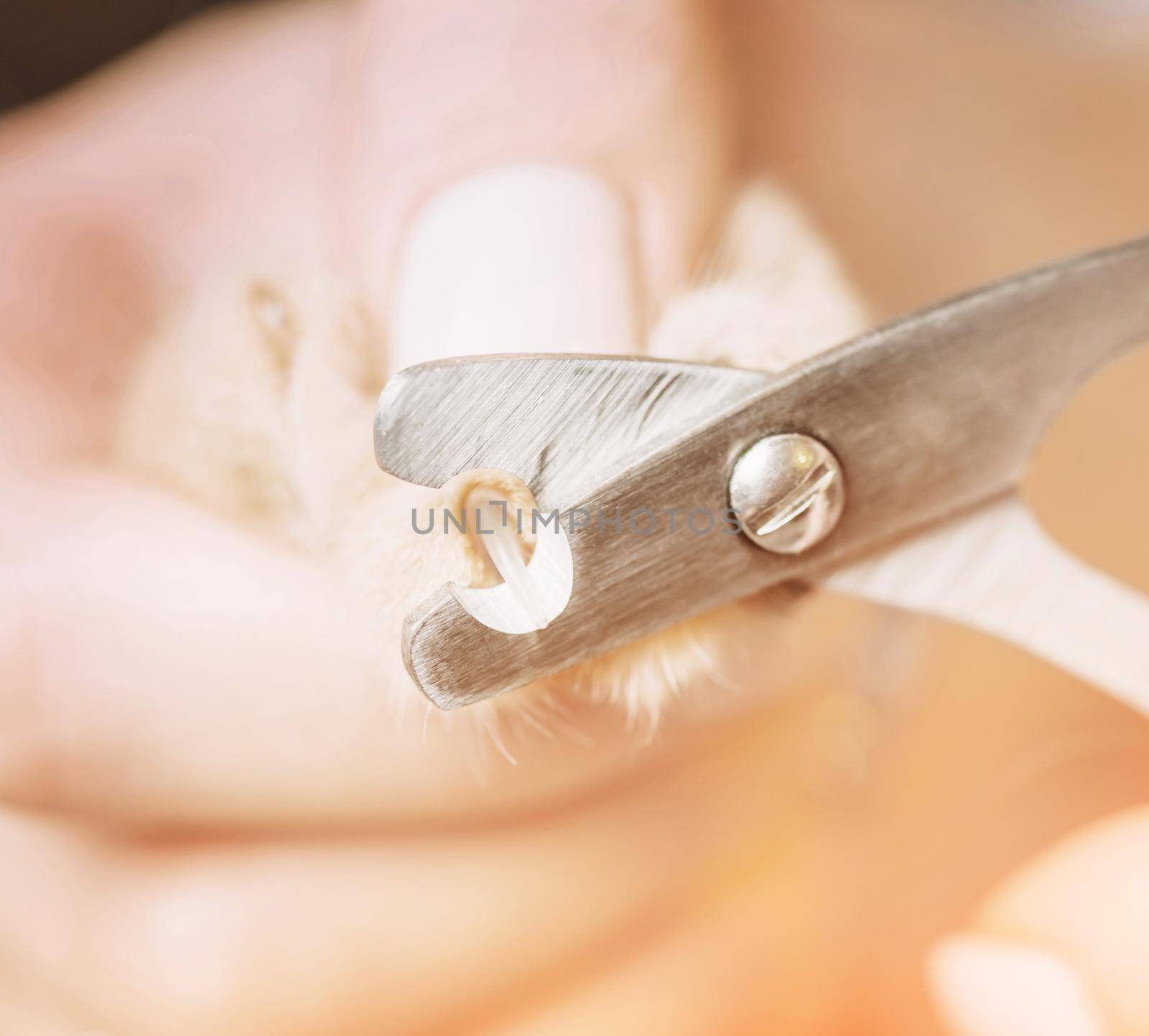 Woman holding cat paw and trimming claws, close-up.