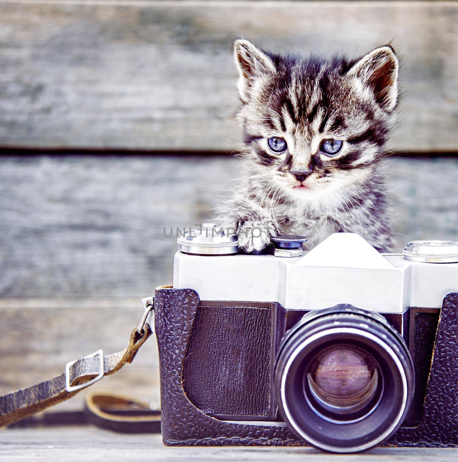 Tabby cute kitten with old photo camera on a wooden background.