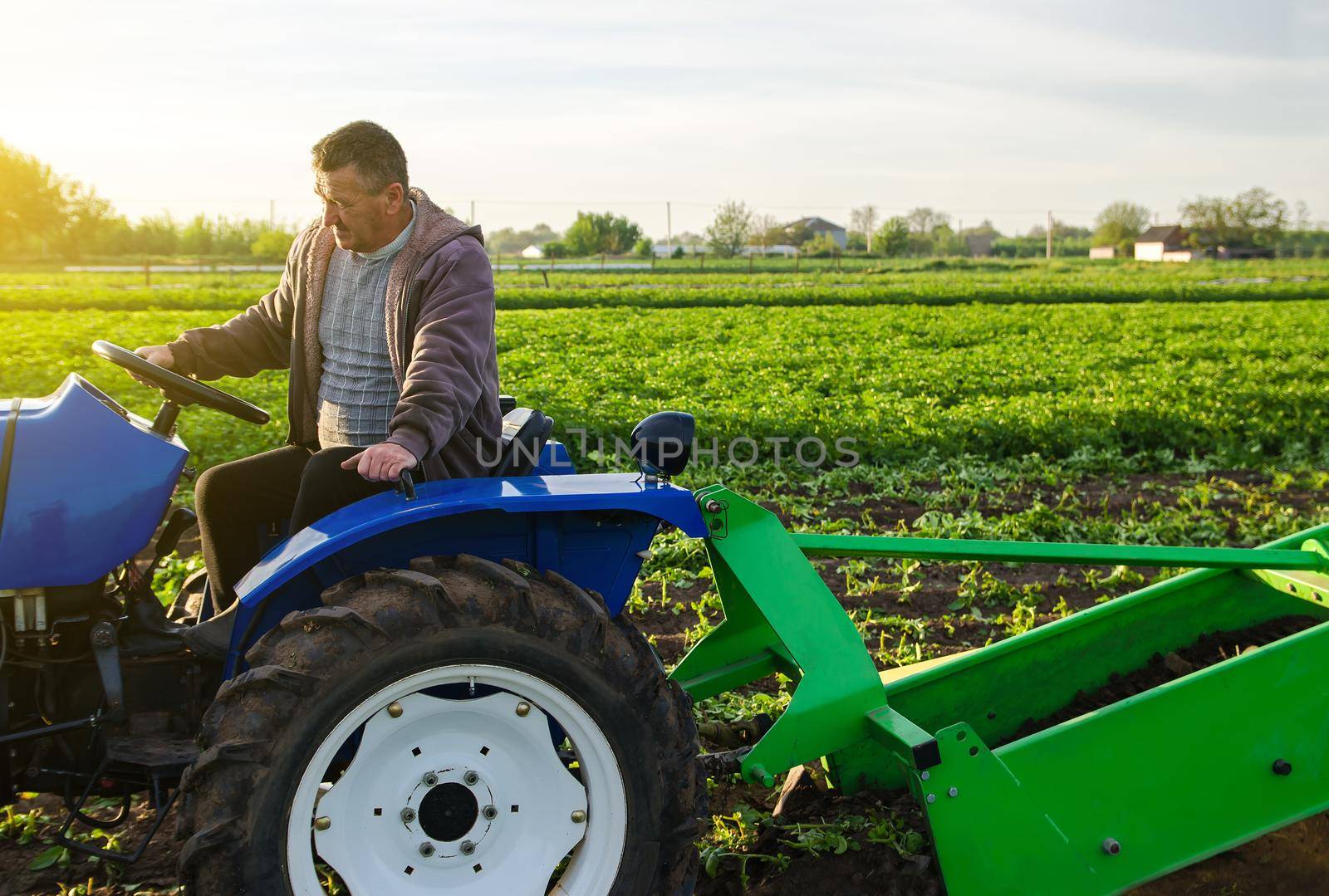 Farmer drives tractor across farm field. Harvest first potatoes in early spring. Farming and farmland. Agro industry and agribusiness. Harvesting mechanization in developing countries. Farms support by iLixe48