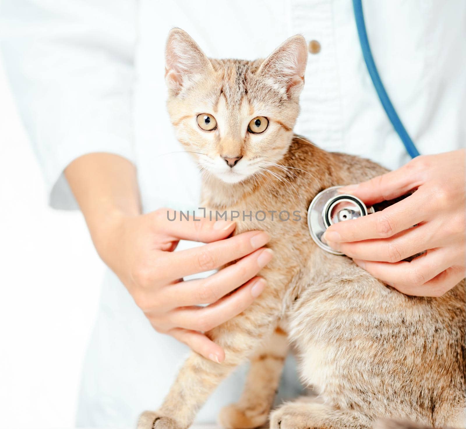 Female veterinary checkup with stethoscope a kitten by alexAleksei