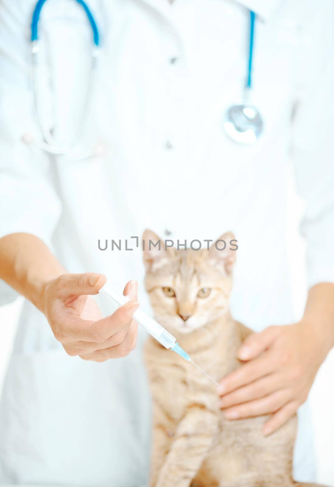 Unrecognizable doctor veterinarian holding syringe with vaccine to injection for a cat, focus on hand with syringe.