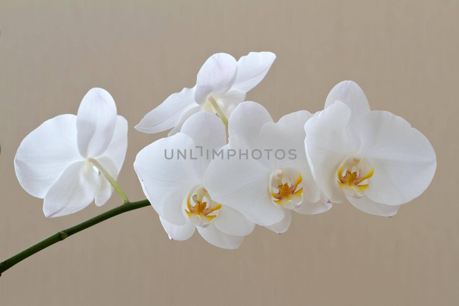 White branch of orchid on beige background
