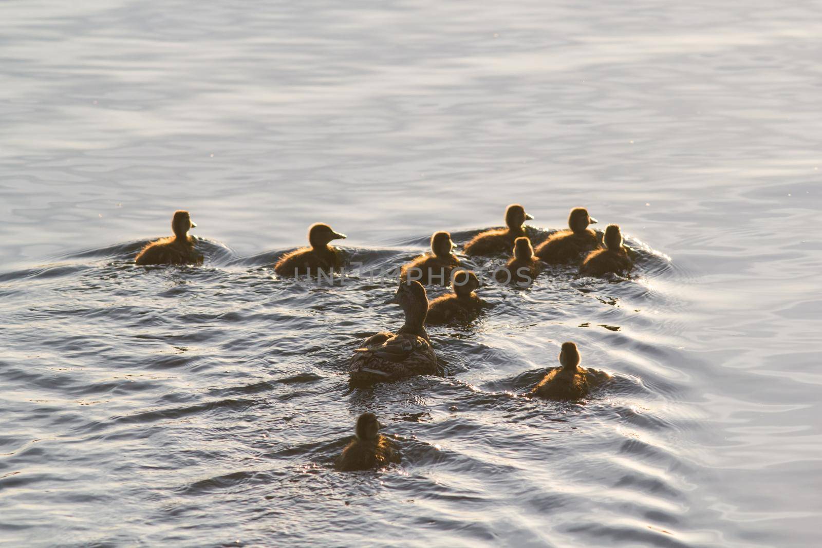 Wild duck female with her ducklings swimming in lake, close up