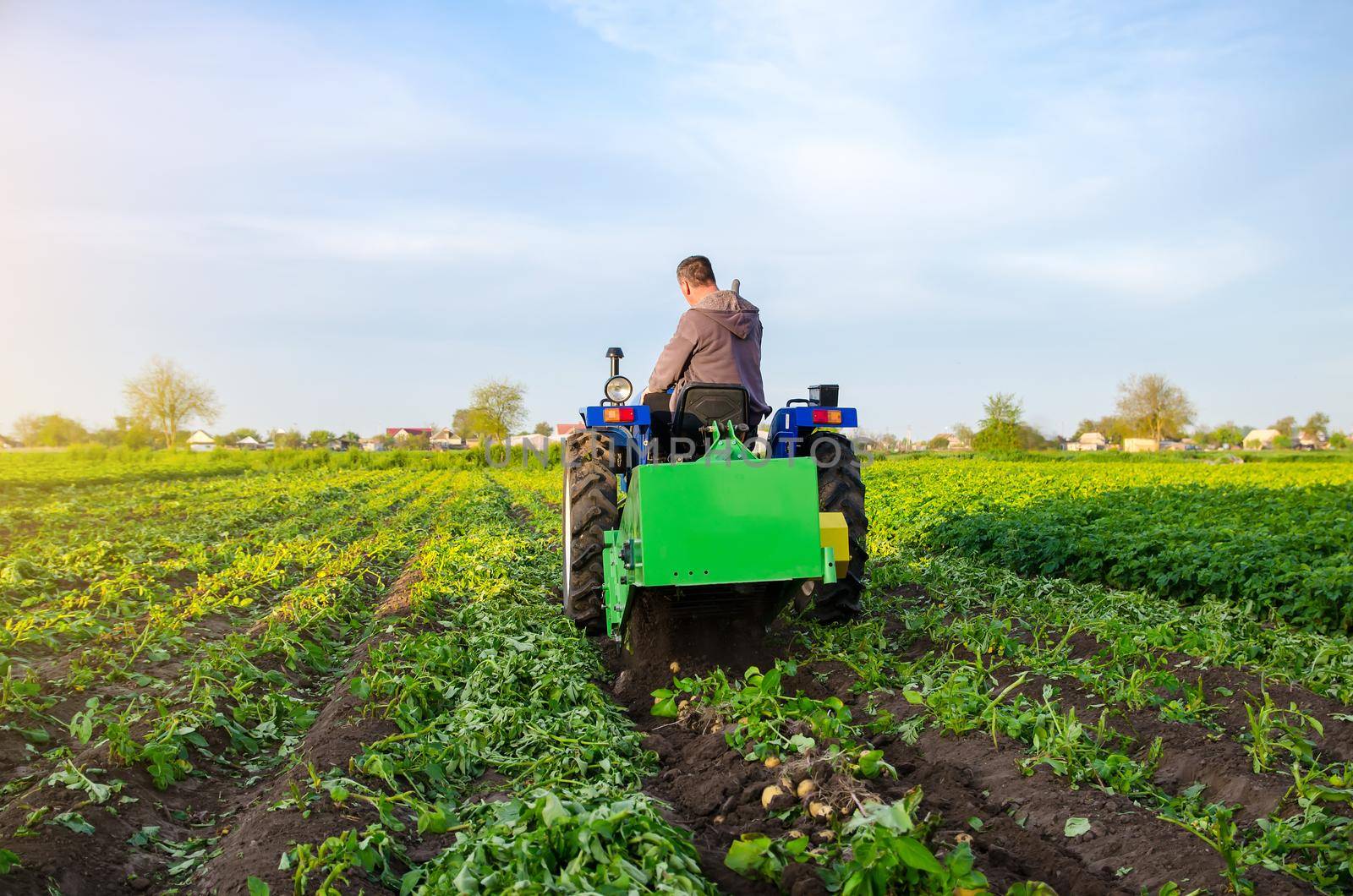 Farmer digs out a crop of potatoes. Harvest first potatoes in early spring. Farming and farmland. Agro industry and agribusiness. Support for farms. Harvesting mechanization in developing countries. by iLixe48